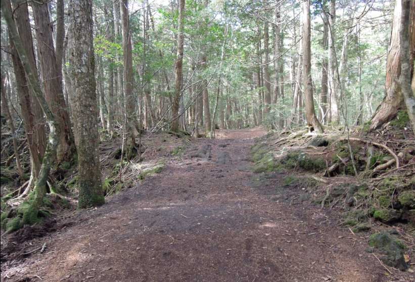 Orang Bunuh Diri di Aokigahara